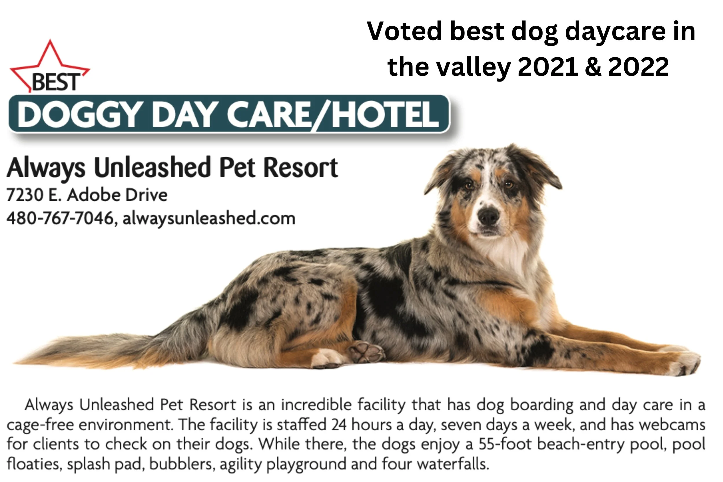 24hr dog daycare deals